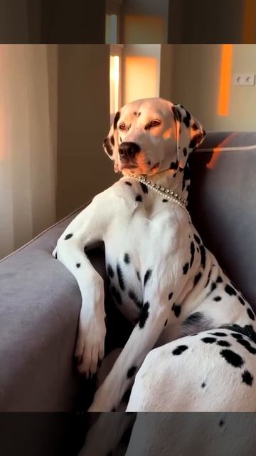 НАШИ ЖИВОТНЫЕ. 20.04.2026г. 🥰🥰🥰 Они для нас СТРАНИЦА В ЖИЗНИ, а мы для них И ЕСТЬ ВСЯ ЖИЗНЬ! 🤥🤗