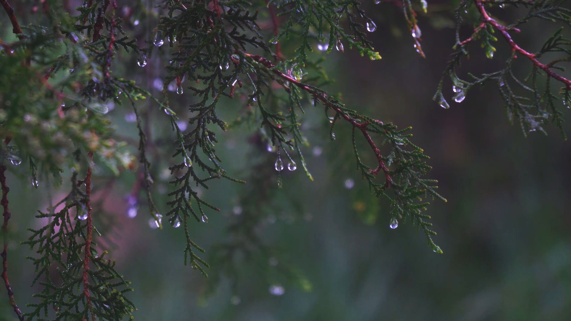 Расслабляющие Звуки Дождя. Дождь для Сна. Сильный дождь в лесу, звук дождя, ASMR, белый шум