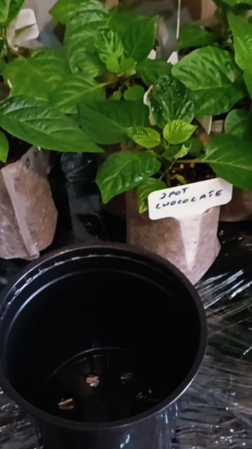 Пикировка перца. Какой горшок выбрать при пикировке рассады перца