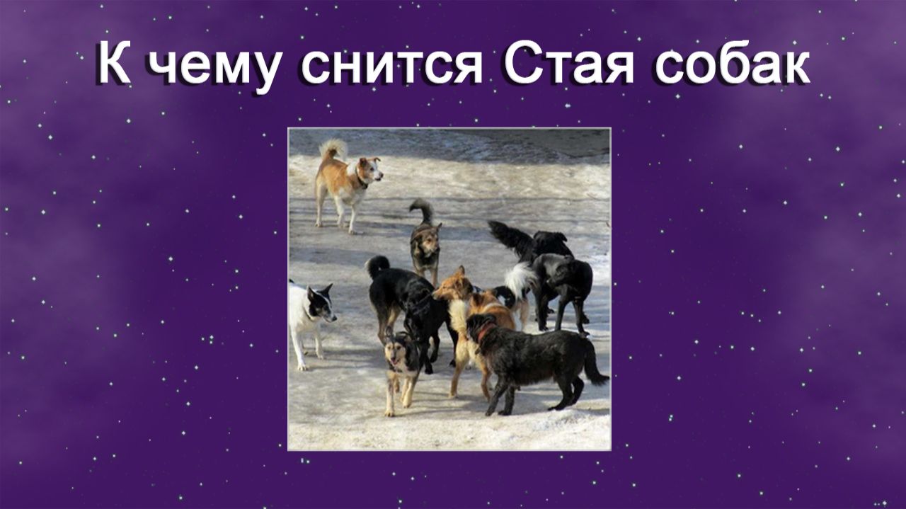 К чему снится Стая собак - толкование сна
