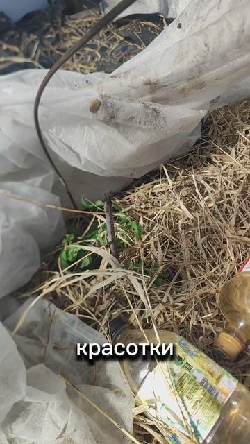 Томаты успешно переночевали в теплице🎉.