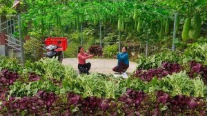 Сбор урожая различных овощей с фермы для продажи торговцам. Посадка нового урожая. Серия 93. Ли Фук