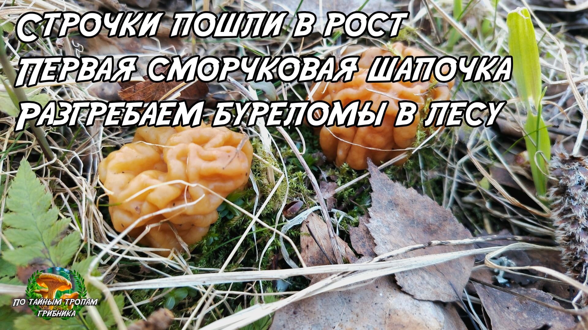 Строчки пошли в рост. Первая сморчковая шапочка. Разгребаем буреломы в лесу.