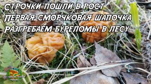 Строчки пошли в рост. Первая сморчковая шапочка. Разгребаем буреломы в лесу.