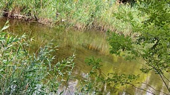 Пруд в роще