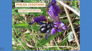 Чёрно-фиолетовая пчела-плотник в цветах дикого степного ириса