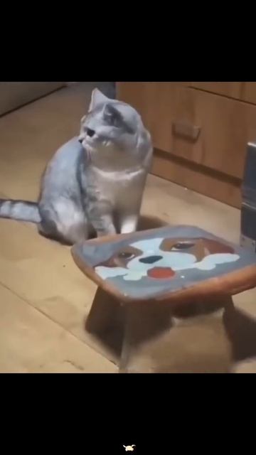 СМЕШНЫЕ КОТЫ 😺 2026 ЛУЧШИЕ ПРИКОЛЫ С КОТАМИ ,КОШКАМИ ,ЖИВОТНЫЕ,СМЕШНЫЕ ВИДЕО