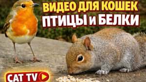 Кино  для кошек, с которыми можно поиграть : птицы и белки🐿️🌰🌳