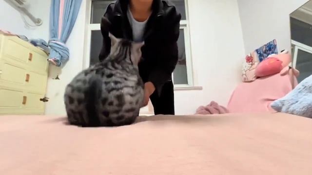 котик ботик