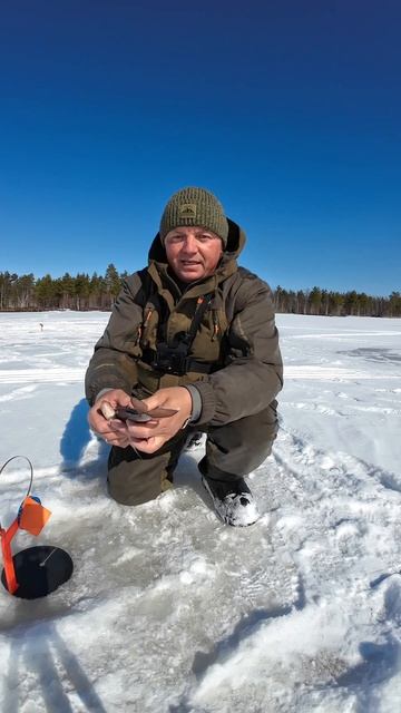 Чебак и Сорога