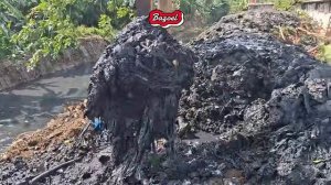 Biang Banjir Batang Pohon Di Dasar Kali Tertimbun Bertahun-Tahun Terangkat Excavator