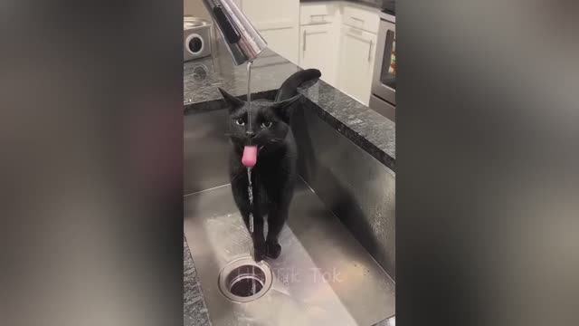 Подборка приколов с животными! Топ-приколы