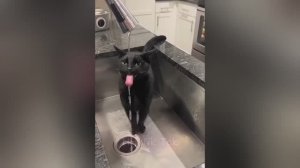 Подборка приколов с животными! Топ-приколы