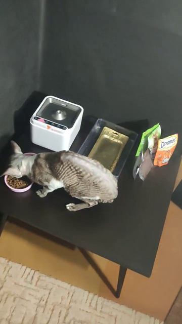 Стол для кота 🐈