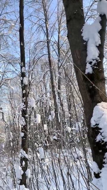 Зима в парке. 2026 г.