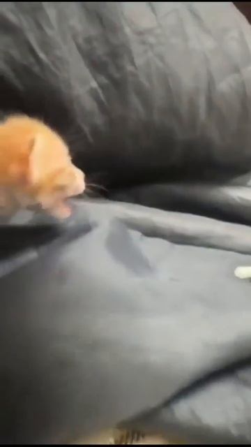 Клип @meowtaverse