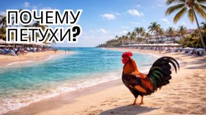 Key West - 4. Почему на этих пляжах бегают петухи?