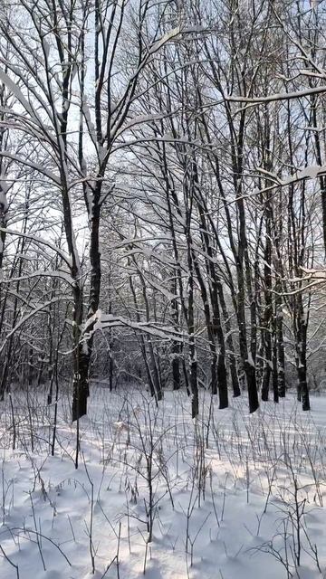 Зима в парке. 2026 г. 13