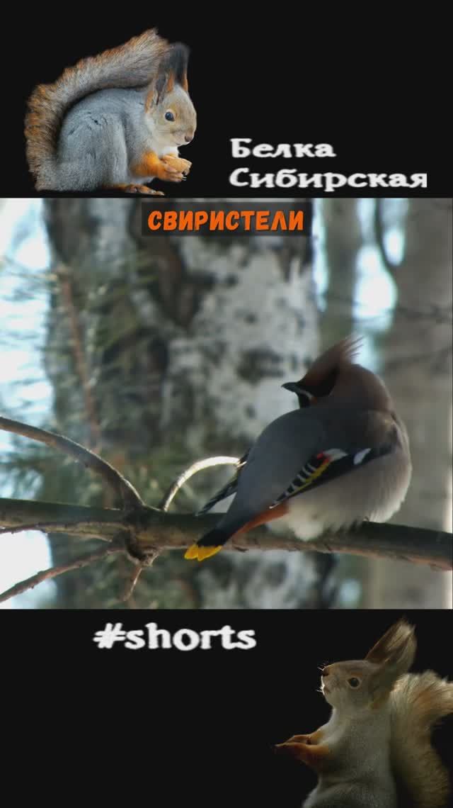 Свиристели сидят на дереве