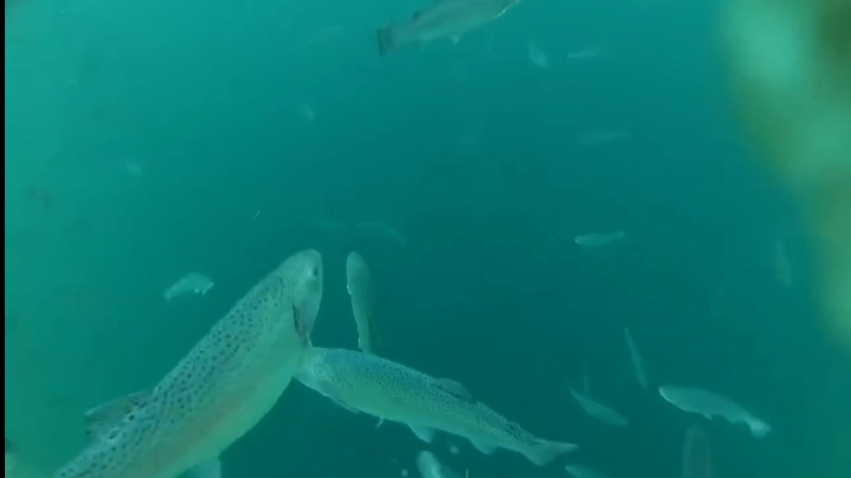 Подводная охота на утрише.Гладим осетра,смотрим форель и стреляем кефаль дуплетом 🤙