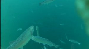 Подводная охота на утрише.Гладим осетра,смотрим форель и стреляем кефаль дуплетом 🤙