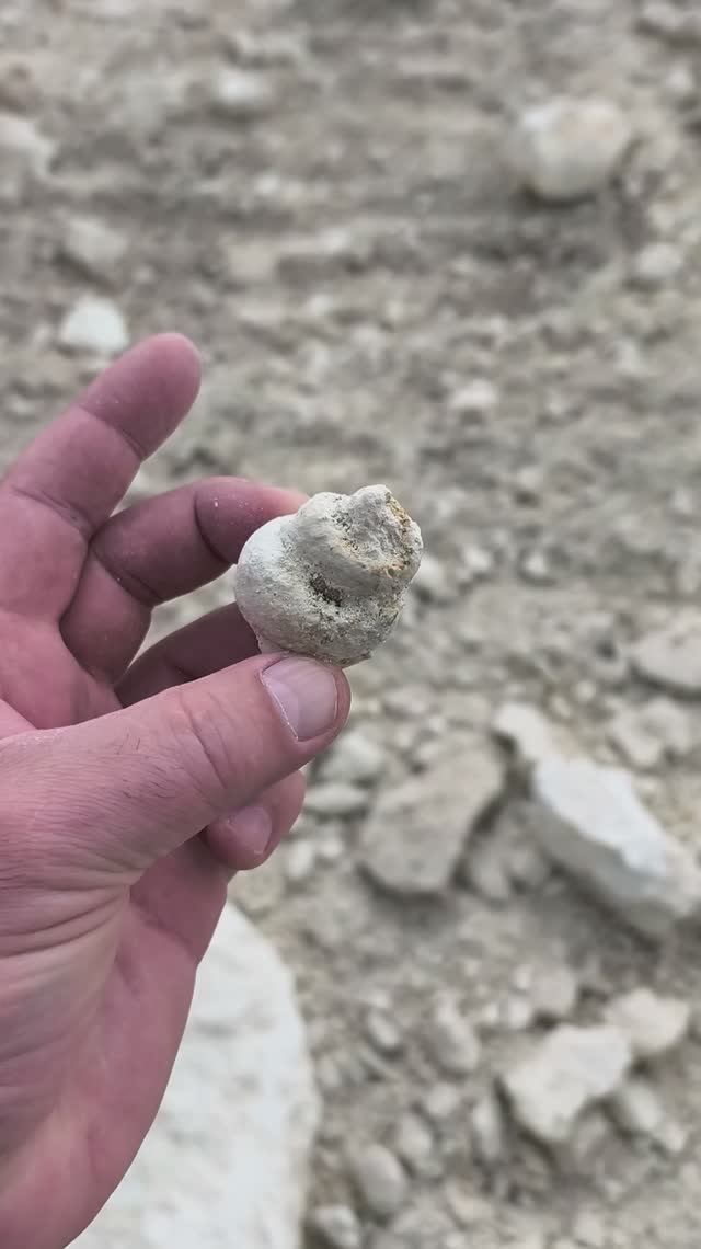 Campanile Giganteum 2026 04 19 2