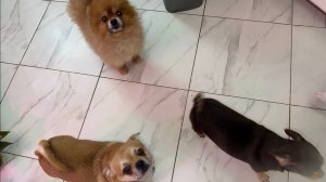 У хвостиков пришло время обеда.