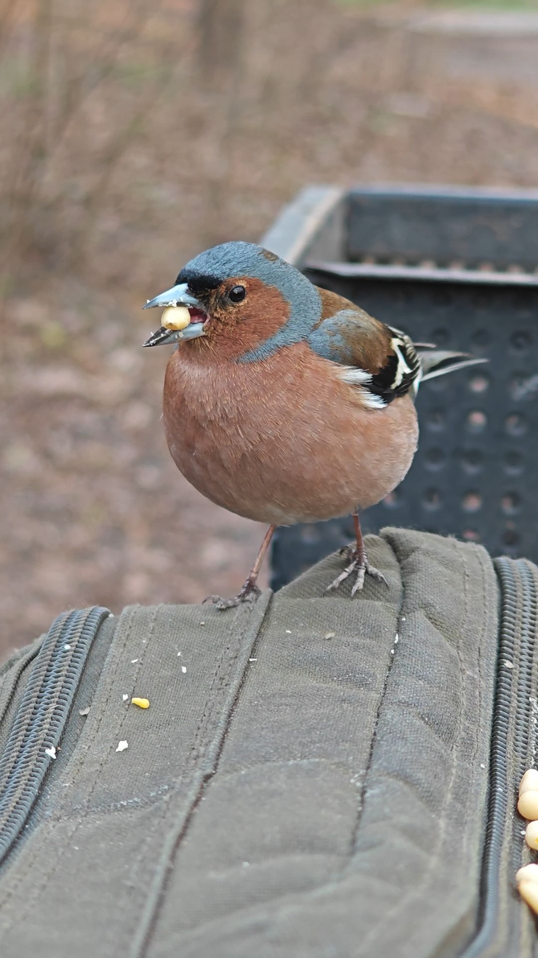 Голодный зяблик