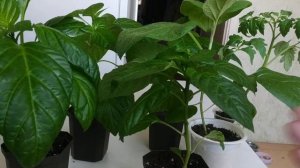 Что случилось с листьями перца? Оэдема( отёк).