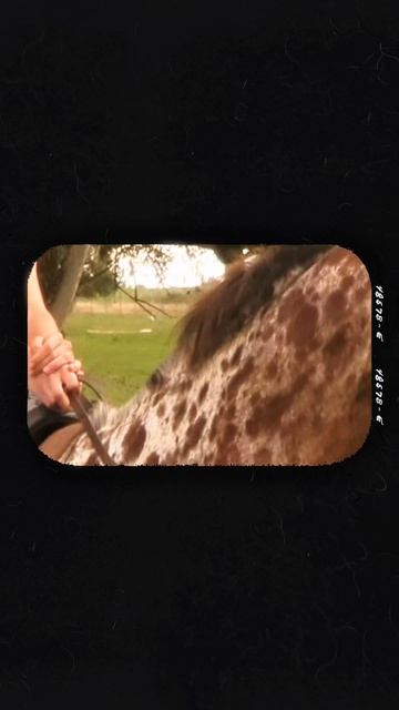 Fashion Video Horses