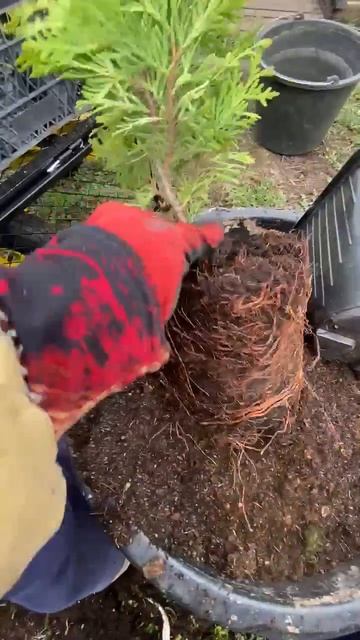 Даника шаровидная Thuja Occidentalis Danica / Туя шаровидная