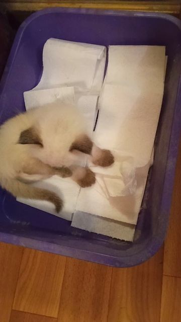 Приучение котёнка к лотку!🐱