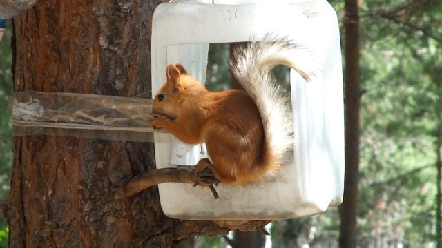 Белка на кормушке