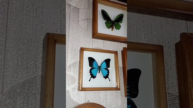 моя коллекция