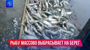 Рыбу массово выбросило на берег на Сахалине