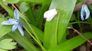 Пролески, 18 апреля.