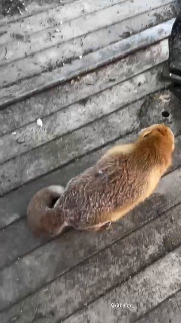 Эмоциональные лисички