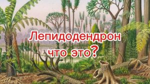Лепидодендрон, объяснение