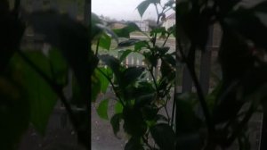 У меня есть постоянно свежий перец, подоконнике