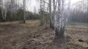 Таверна Белый волк/лес/сморчковая шапочка/жарим грибы/колокола