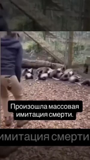 Какие они милые)