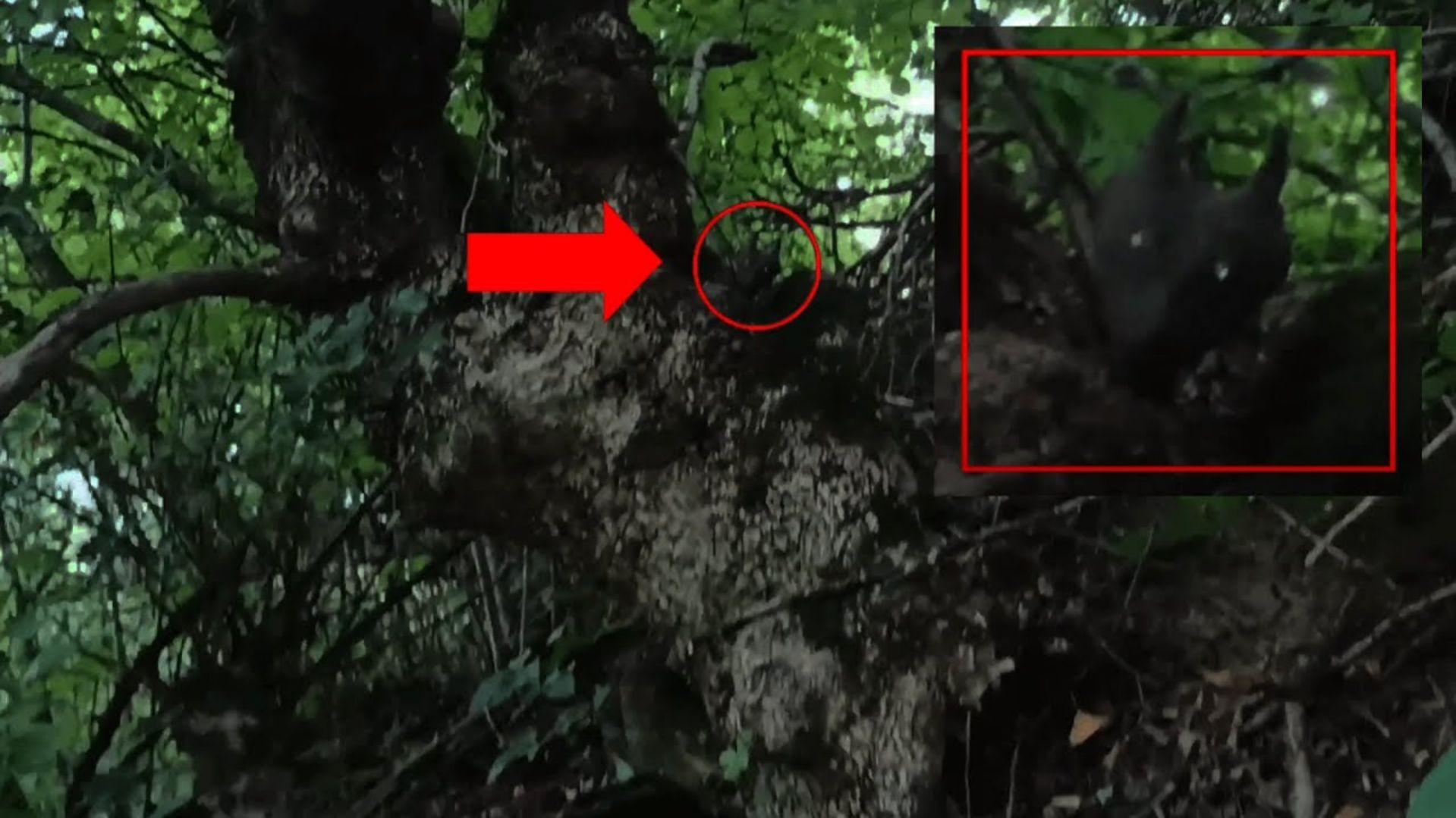 Турист встретил жуткое существо с рогами ужасное | Страшные видео