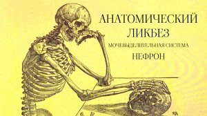 Анатомический ликбез. Нефрон