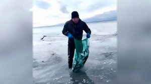 "Селедочный апокалипсис": массовый выброс рыбы произошел на Сахалине после отлива