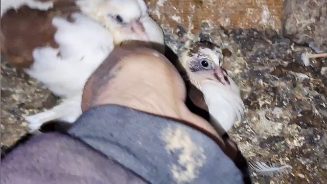 1000109571.mp4 Голуби И.Т.