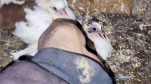 1000109571.mp4 Голуби И.Т.