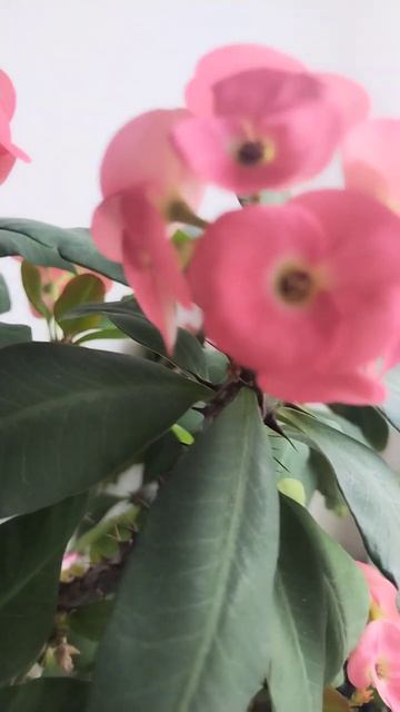 Молочай Миля.