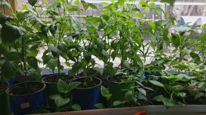 Густой лес рассады перцев на фоне снега