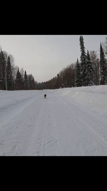 «Волк-одиночка в снегу»