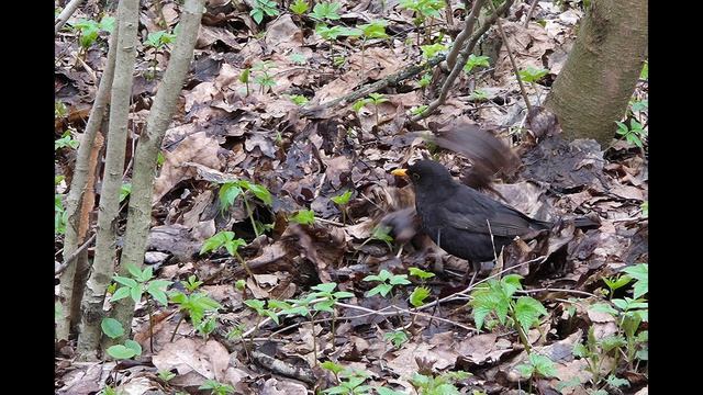 Птицы в Измайловском парке весна 2026.mp4